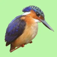 Birdwatching Observation Logs